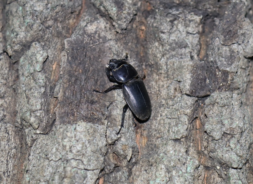 ヒラタクワガタ♀_No.5のクヌギ_クワガタ達のオアシス_2023年9月7日19時10分 気温26度